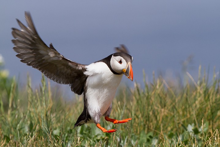 Papageitaucher Fratercula arctica Atlantic Puffin